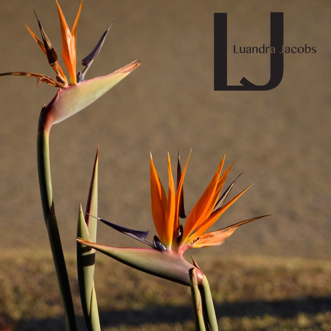 a0e9cafc-8862-4970-8935-408a48850c83